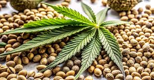 Exploring Marijuana Seeds Virginia A Comprehensive Guide Exploring Marijuana Seeds Virginia A Comprehensive Guide